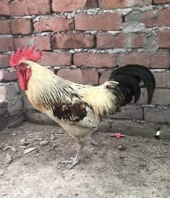 Desi Hens | Desii