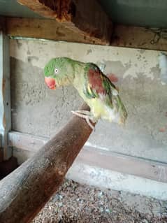 Raw Female For Sale