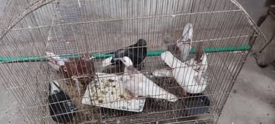 9 pigeons for sale