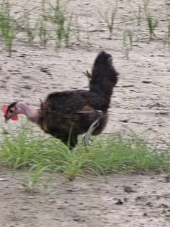 Hen nacked neck pair