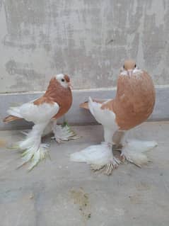 gubara
