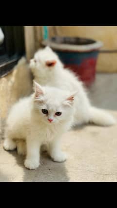 persian