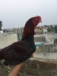 Aseel pure breeder