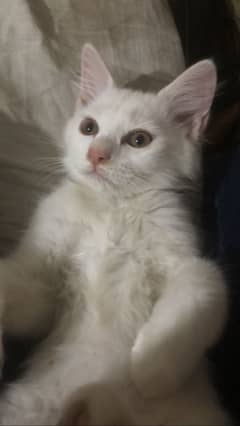 Kitten