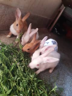 Rabits