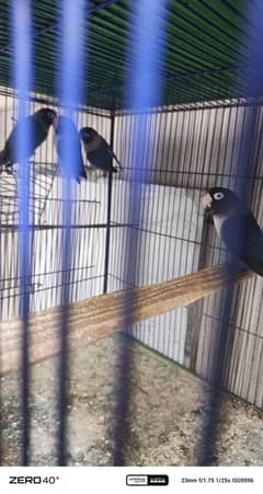 breeding pairs