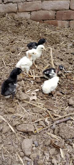 Aseel chicks for sale [Madagascar+Sindhi]