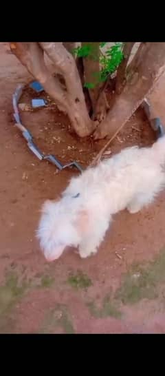 Russian Dog