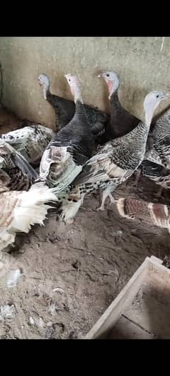 Turkey brid Anda for sale