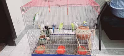 13 budgies parrots with cage