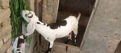 bkri ak kg milk din ka boht achi nsal ki