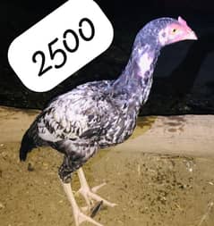 aseel chicks available
