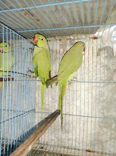 handtem ha mithu bolty hai healthy and active 3. saal r hai 10000