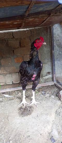 forsale