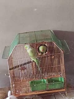 parrots