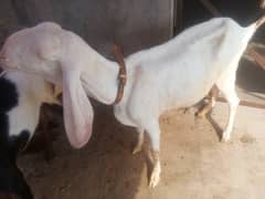 got far sall sath ak baby male ha /2. /manth ka 2full wait