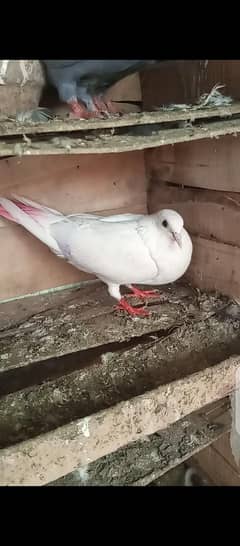 pattiwale kabootar