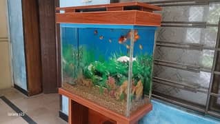 fish aquarium