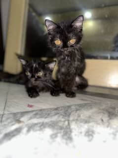 Black persian cats ( kids )