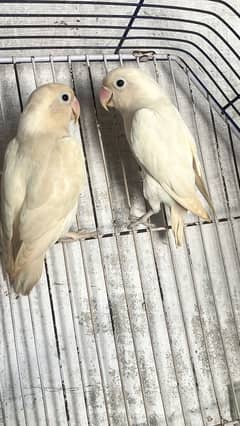 Albino black eyes split