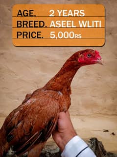 Get the beautiful chickens within 15% discount.