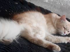 Turkish angora cat