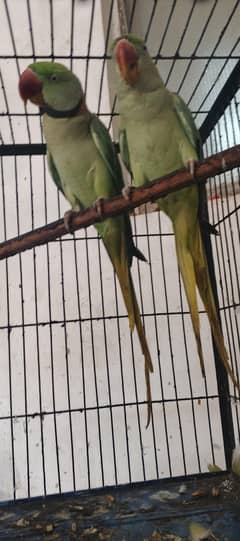 kashmiri parrot breeder pair
