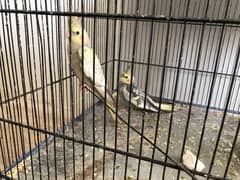 Cockatiels