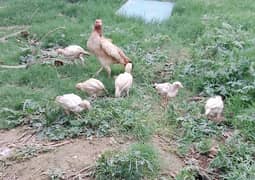 Premium Aseel Mother Hen with 6 Healthy Chicks – 2 Months Old