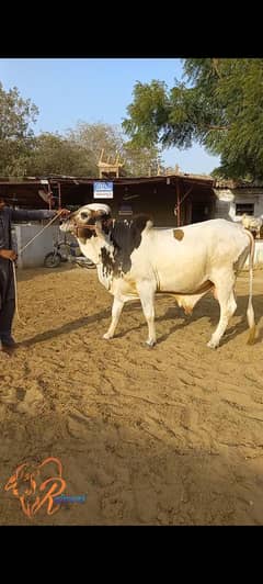 Cholistani Bull