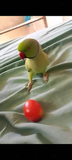 ringneck parrot