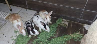 Rabbits for sale Two pairs