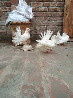 lucky kabootar pair