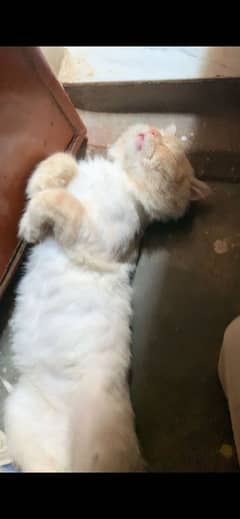 Person male cat