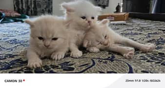 Persian kittens