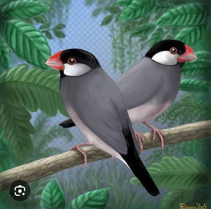 java sperrow 0