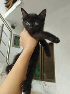 Premium Male Kitten (British x Persian) – 2 Months Old