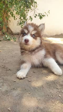 Husky