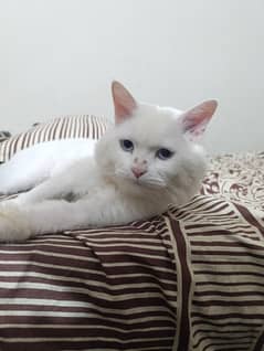 Persian male for stud| mating | triple coated