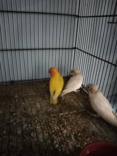 albino
