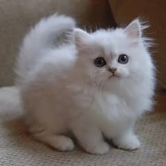 Persian kitten | Triple long coated | punch Face| Blue Eyes kittenski