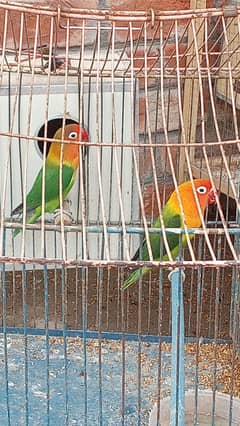 birds