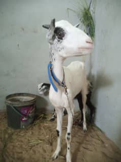 Barbary goats for sale
