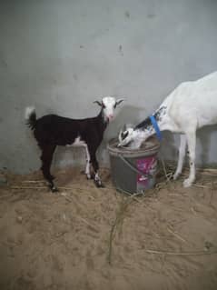 Barbary  with kid goats for sale