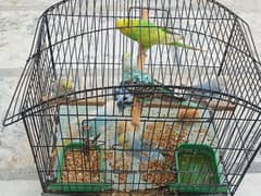 Rainbow Like Budgies For Sale