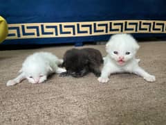 persion tripple coated  kitten avaliable