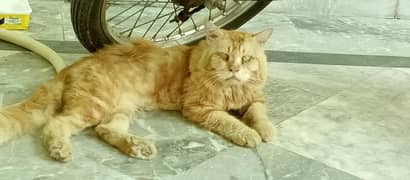 Ginger Persian Cat