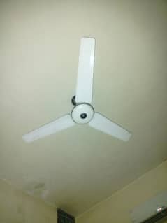 fan