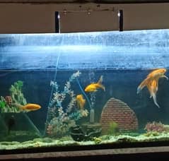 Fish aquarium for sale