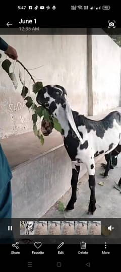 Top class breeder for Sale